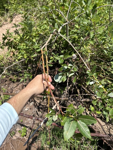 Image of Salix pyrifolia by no rights reserved