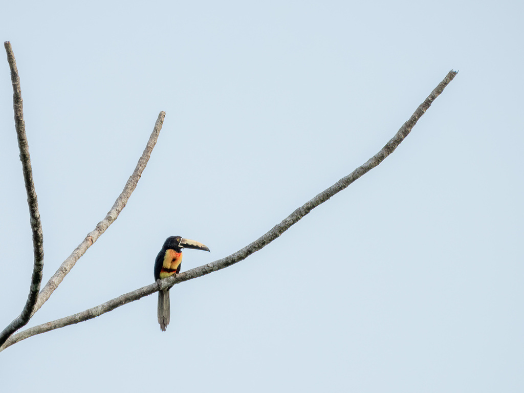 Collared Aracari