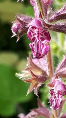 Stachys sylvatica