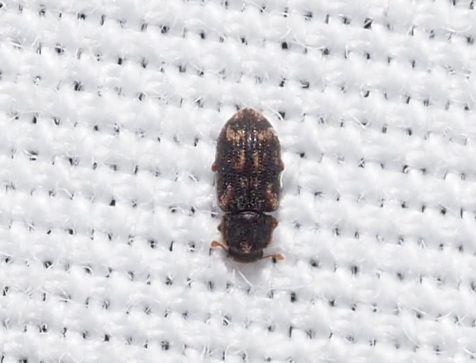 Synchita obscura