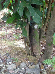 Anolis wattsii