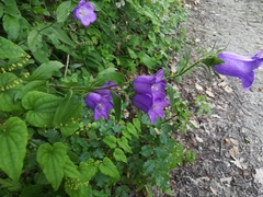 Campanula medium