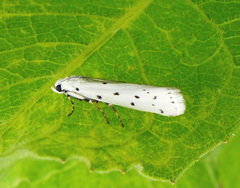 Myelois circumvoluta