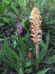 Orobanche picridis