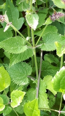 Stachys sylvatica