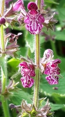 Stachys sylvatica