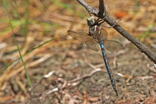 Springtime Darner photographed in Rhode Island