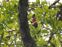 Trogon curucui