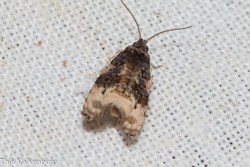 Shoulder-spot Marble, 5851 Afferden, Netherlands, photo 6 of 10