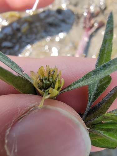 Image of Bidens infirma by (c) simonpesant, some rights reserved (CC BY)
