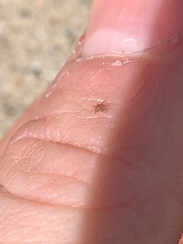 Polyaspididae