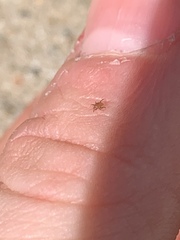 Polyaspididae