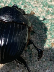 Polyaspididae