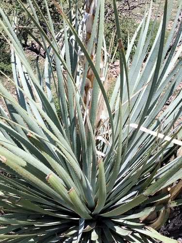 Image of Durango Sotol (Dasylirion durangense) by no rights reserved