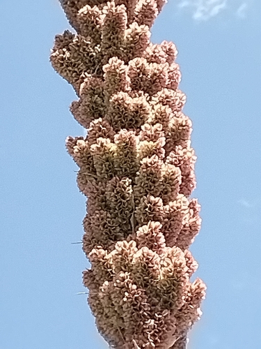 Image of Durango Sotol (Dasylirion durangense) by no rights reserved