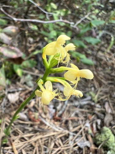 Image of Platanthera pallida by (c) Jared Shorma, some rights reserved (CC BY)