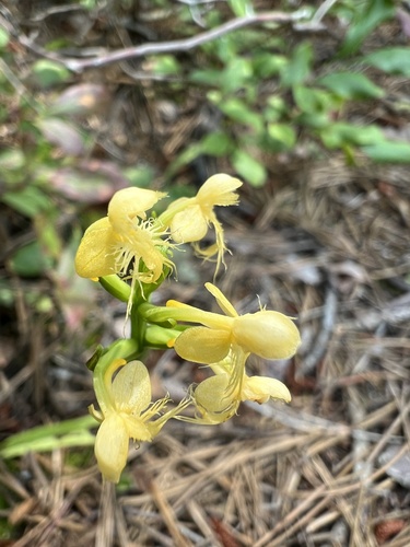 Image of Platanthera pallida by (c) Jared Shorma, some rights reserved (CC BY)
