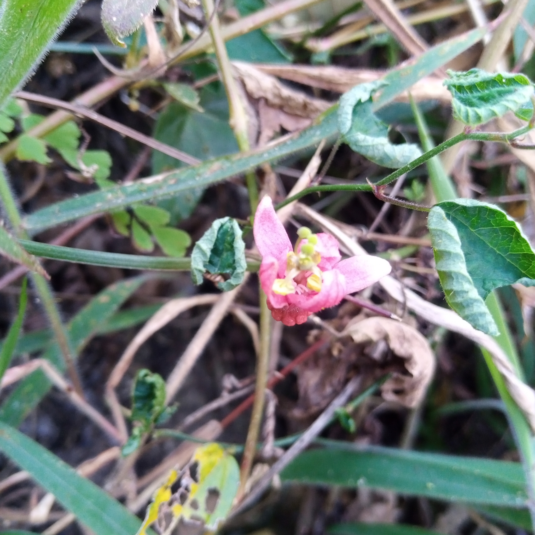 Passiflora sanguinolenta image