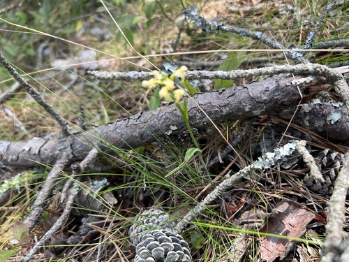 Image of Platanthera pallida by (c) Jared Shorma, some rights reserved (CC BY)