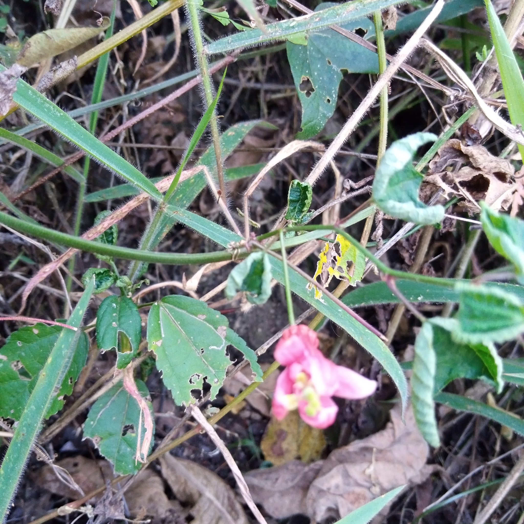 Passiflora sanguinolenta image