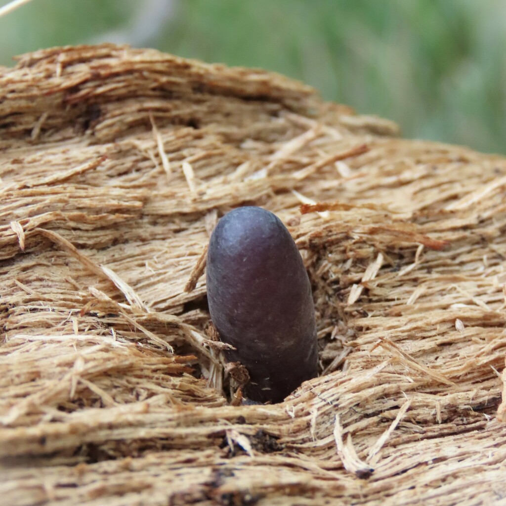 Insects from Narooma NSW 2546, Australia on July 2, 2024 at 02:06 PM by ...