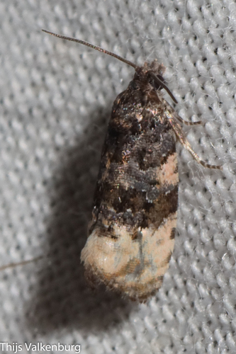 Shoulder-spot Marble, 5851 Afferden, Netherlands, photo 9 of 10