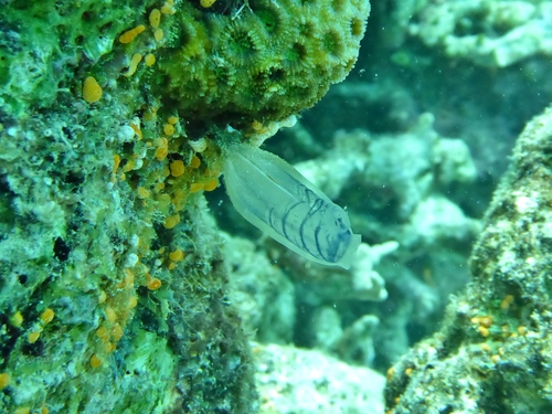 Rhopalaea circula