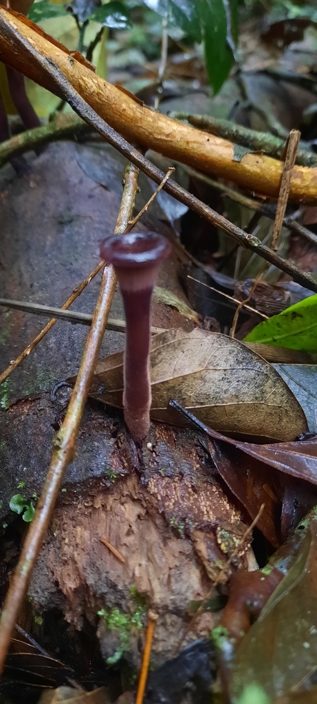Panus strigellus · July 2024 · photo: © noeliamedina89 (iNaturalist, cc0)