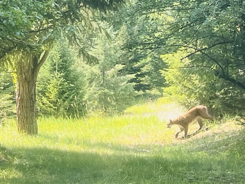Mountain Lion photographed in Montana