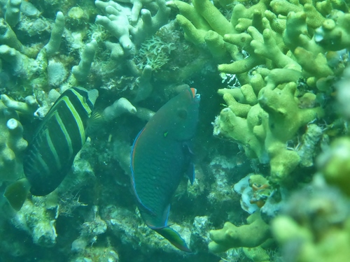Dusky Parrotfish