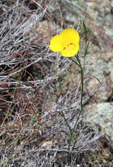 Calochortus concolor
