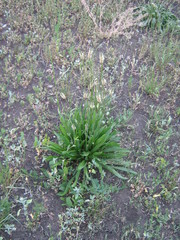 Plantago lanceolata