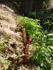 Orobanche minor