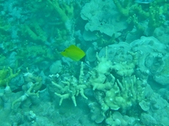 Forcipiger longirostris
