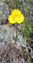 Calochortus concolor