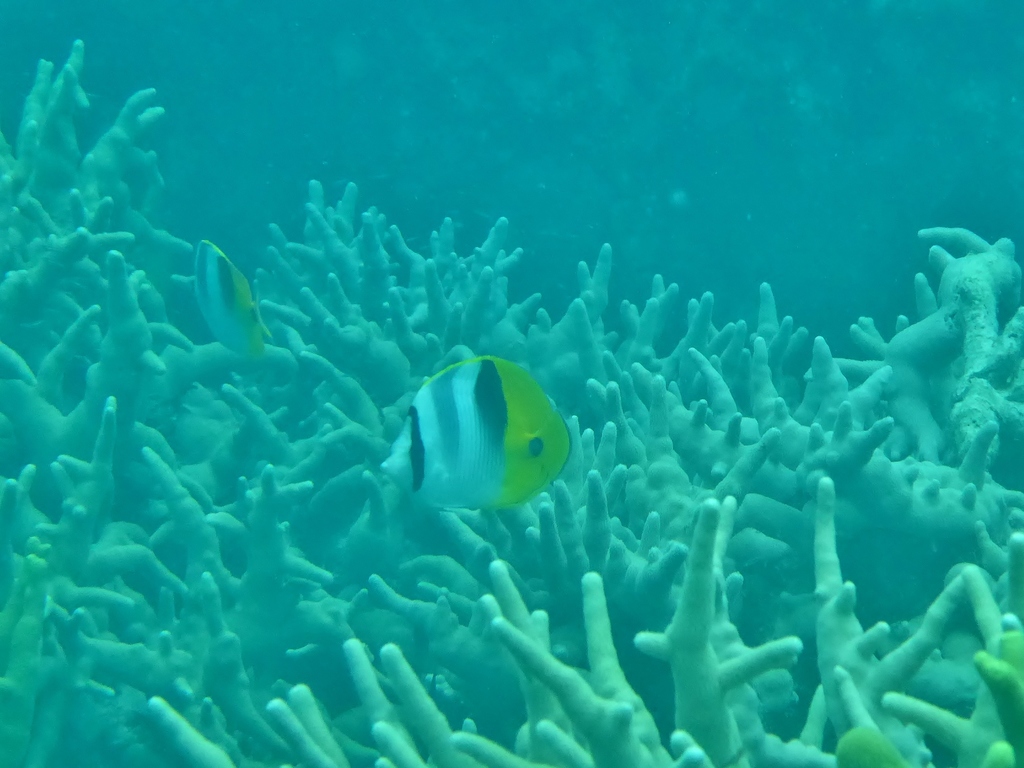 Pacific doublesaddle butterflyfish