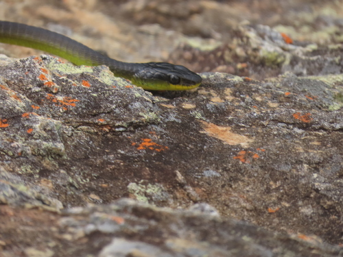 Common Tree Snake sighting