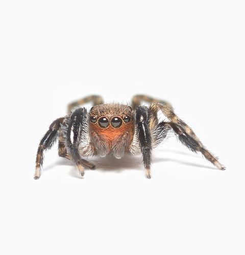 Euophrys canariensis