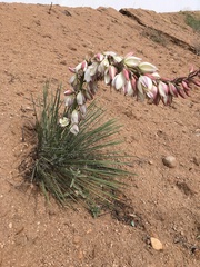 Yucca baileyi