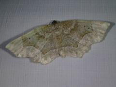 Metarranthis hypochraria