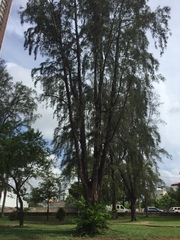 Casuarina equisetifolia