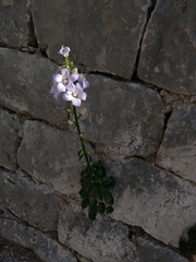 Campanula austroadriatica