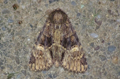 Phosphila turbulenta