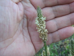 Plantago lanceolata