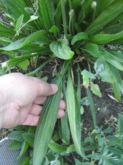 Plantago lanceolata