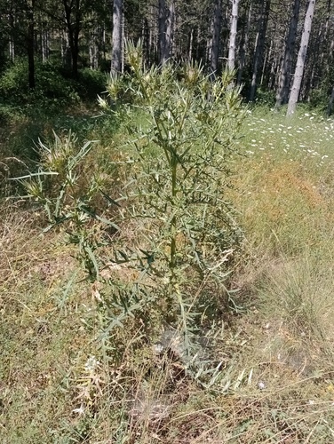 Cirsium × glabratum iNat (2)