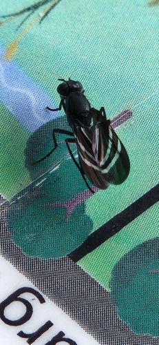 Black Onion Fly photo 5