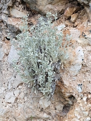 Pentanema verbascifolium