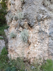 Pentanema verbascifolium