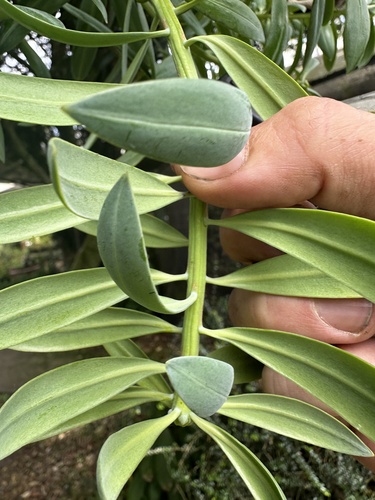 Image of Podocarpus oleifolius by (c) Nicolás Baresch Uribe, some rights reserved (CC BY)